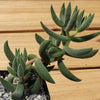 Crassula mesembryanthemoides hispida