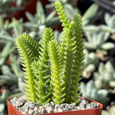 succulent watch Watch Chain Succulent