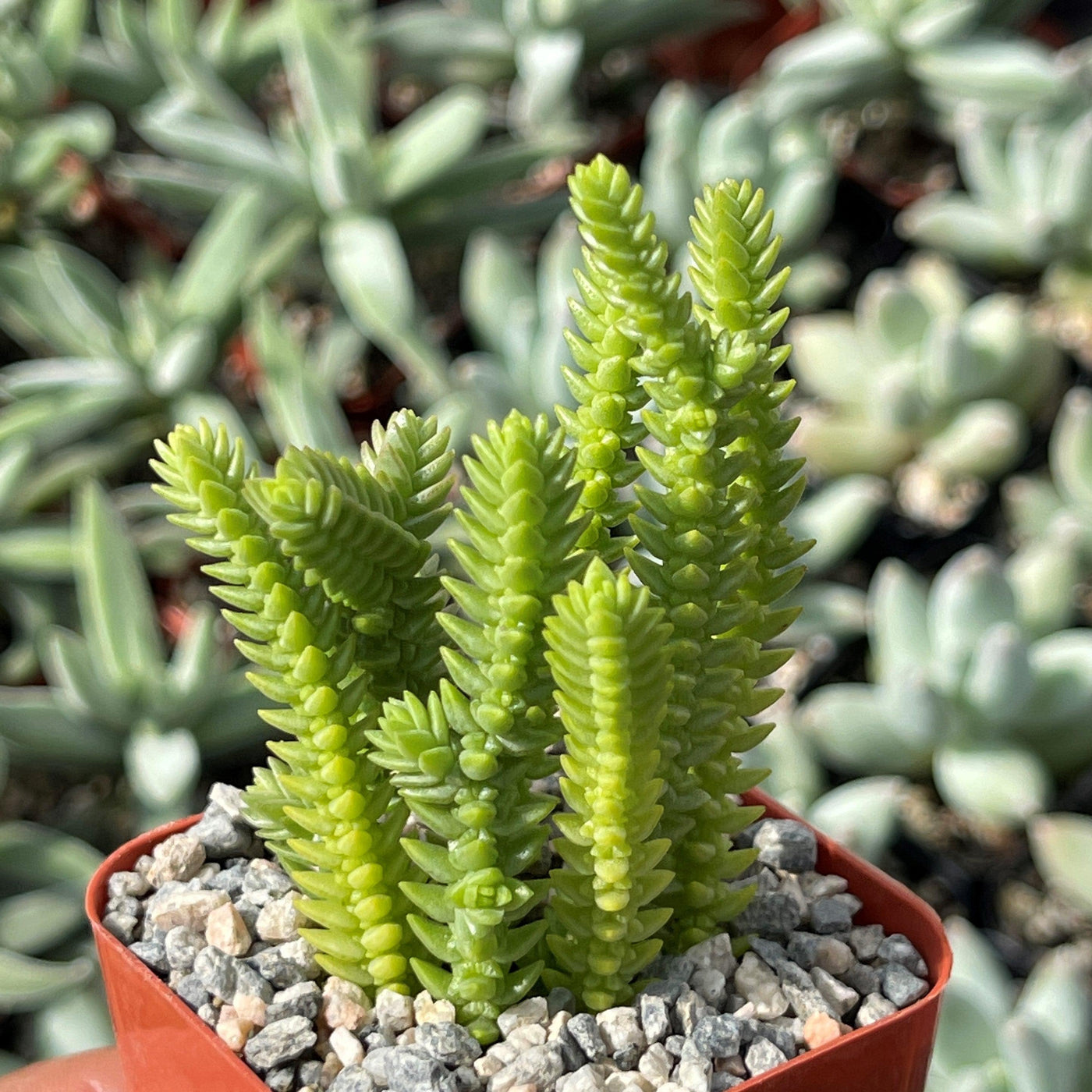 watch chain plant indoors Watch Chain Succulent