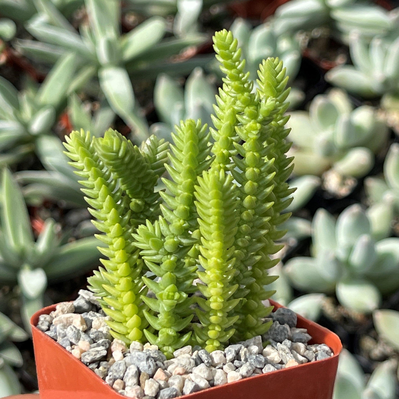 watch chain succulent smell Shop Watch Chain Succulent 'Crassula lycopodioides' Care & Info
