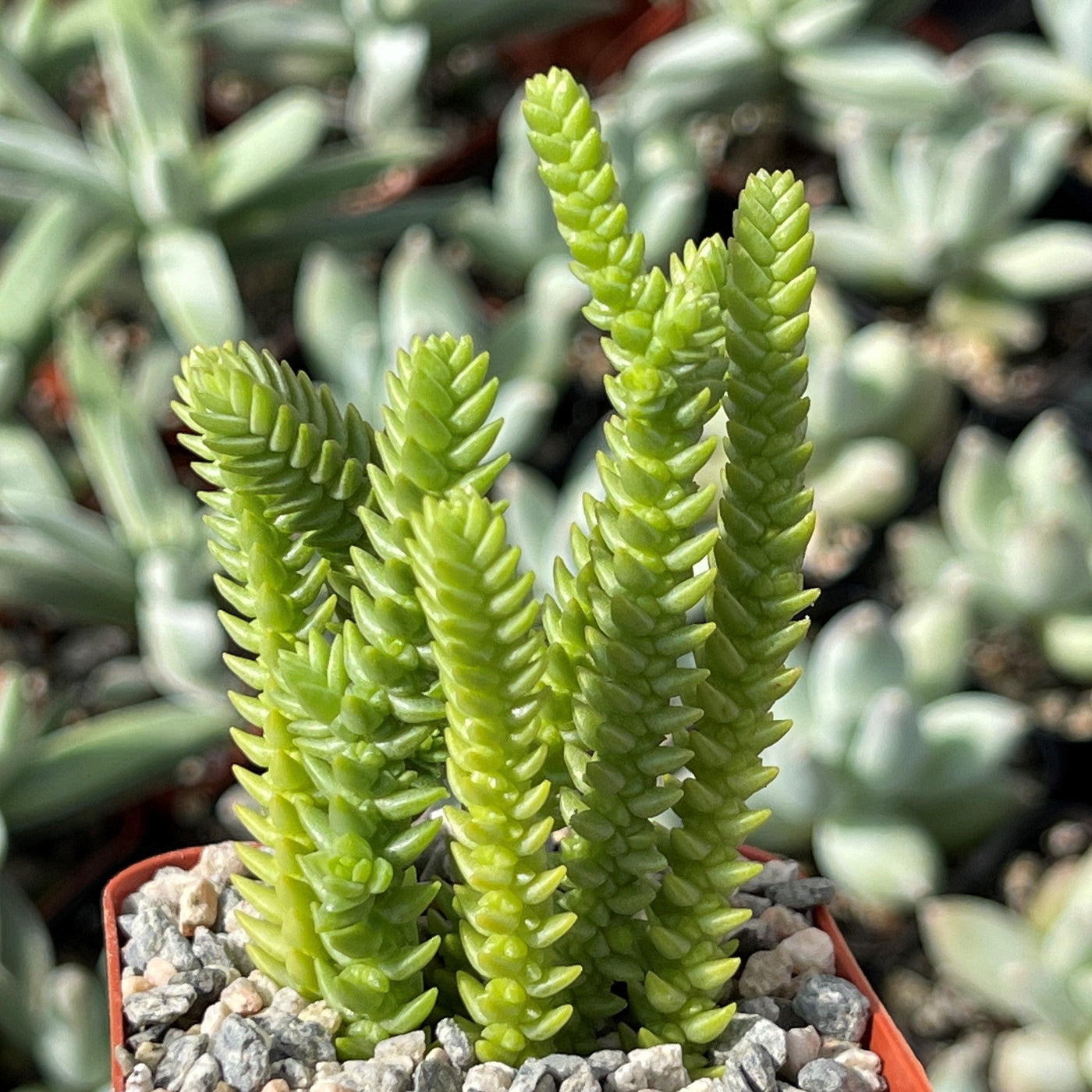 water chain succulent Watch Chain Succulent