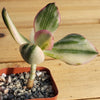 Crassula oblicua Lemon n Lime