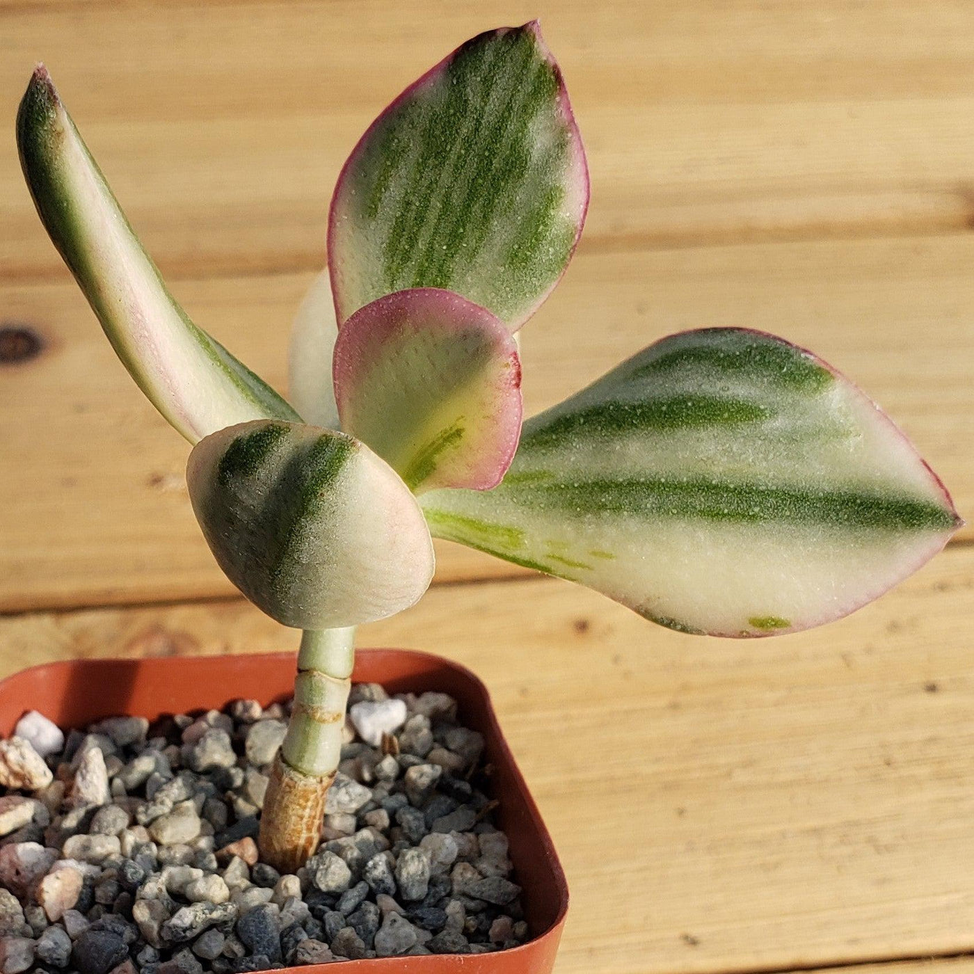 lemon lime jade plant Easy-Care Crassula oblicua Lemon n Lime | Shop Online