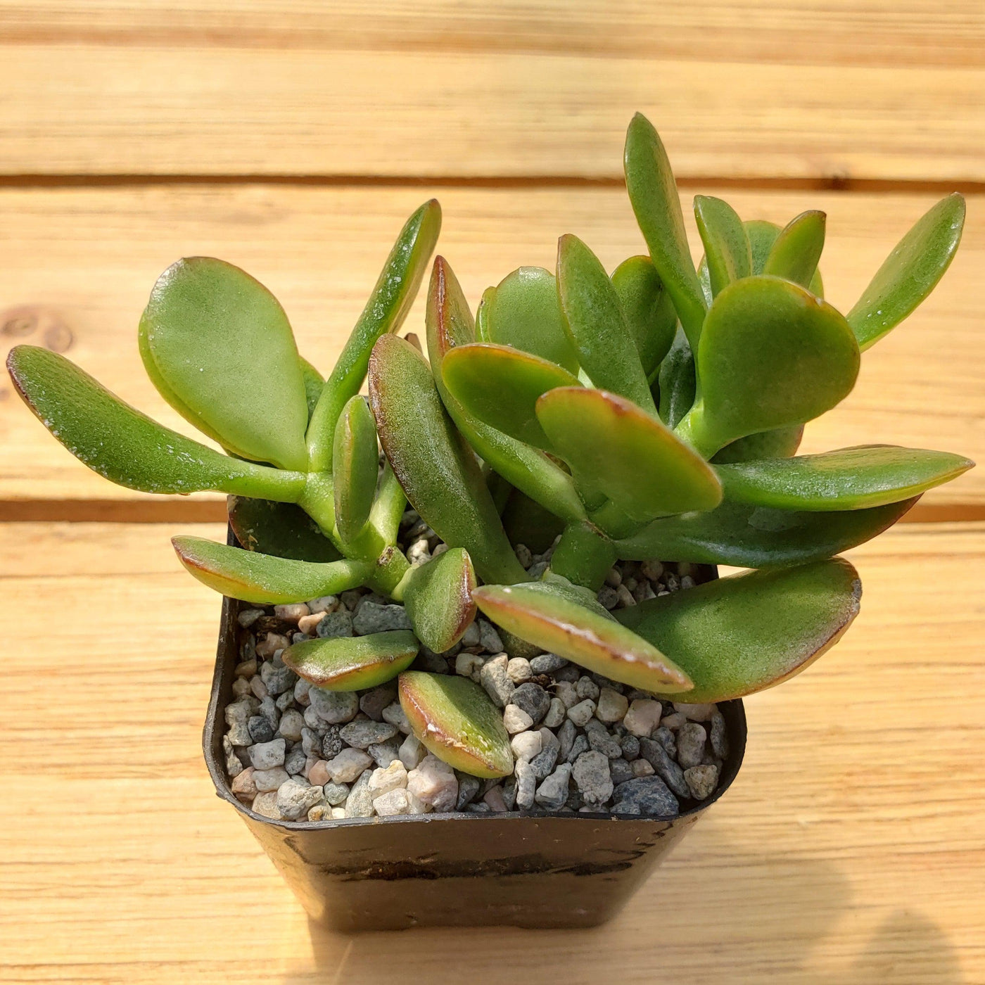 jade plant brown leaves Botany Bay Jade Plant