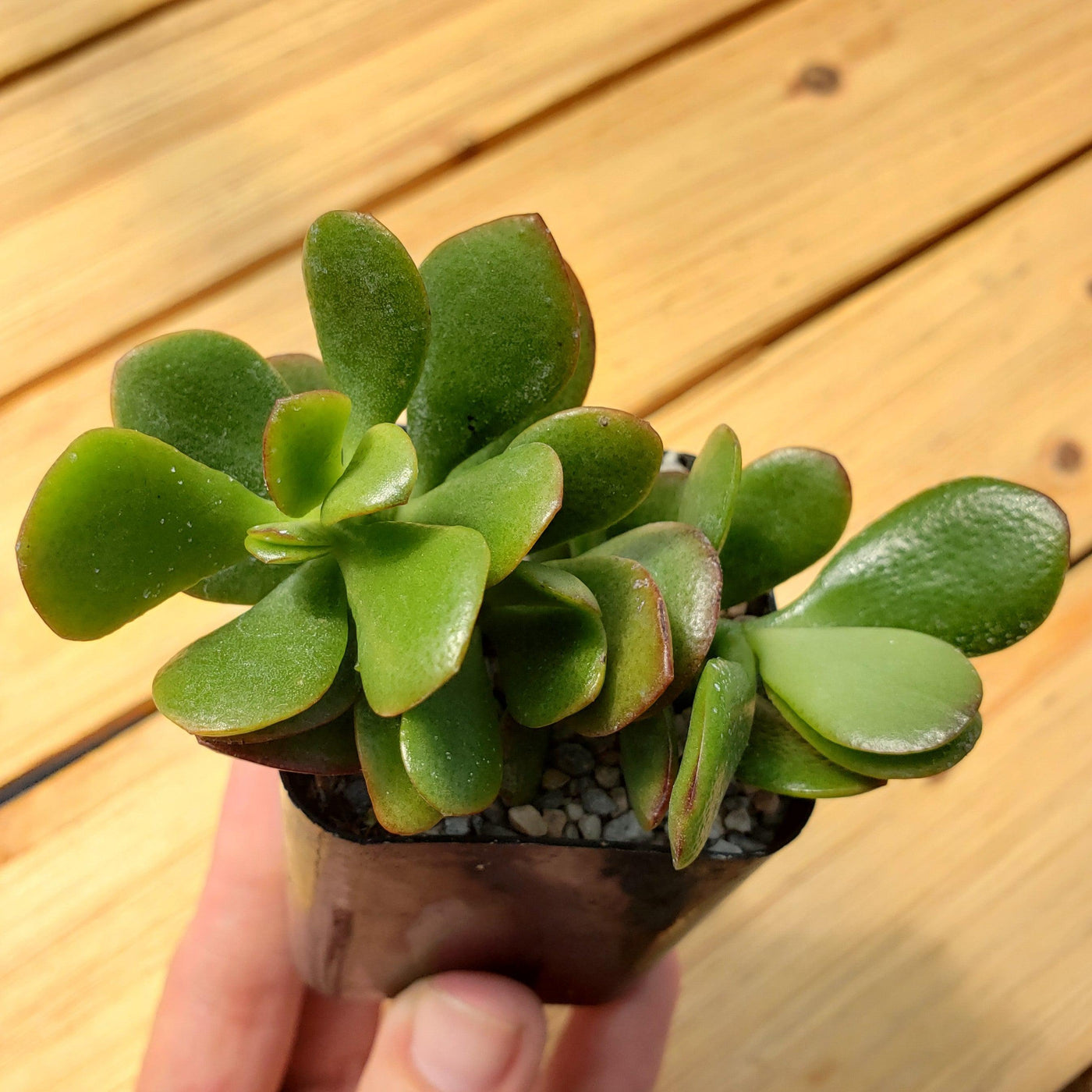 botany bay jade plant Botany Bay Jade Plant