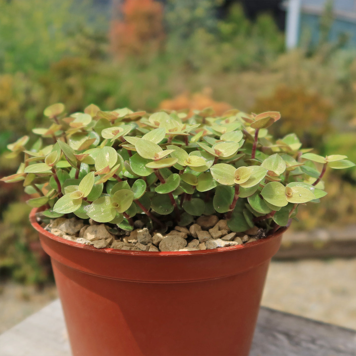 Creeping Inch Plant - Callisia repens Gold (Turtle Vine)