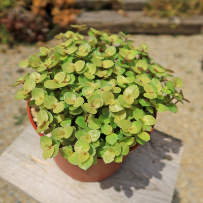 Creeping Inch Plant - Callisia repens Gold (Turtle Vine)