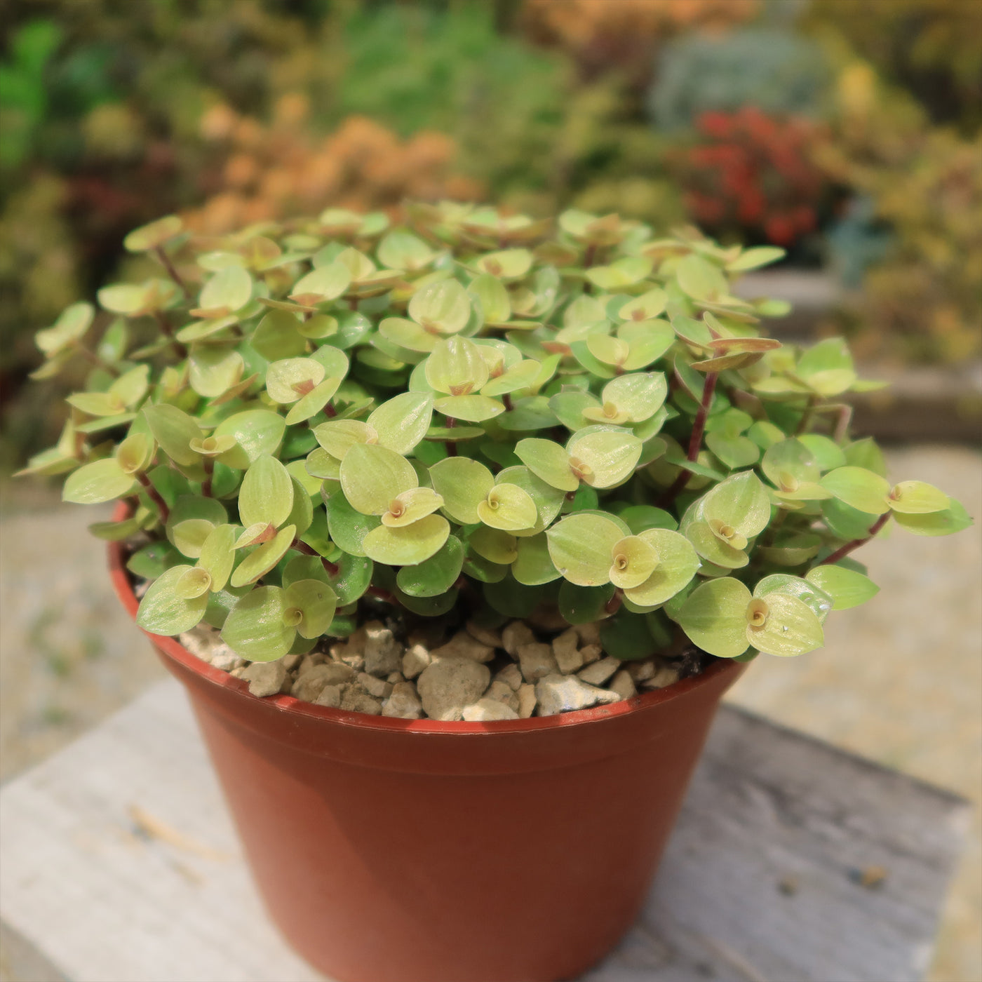 Creeping Inch Plant - Callisia repens Gold (Turtle Vine)