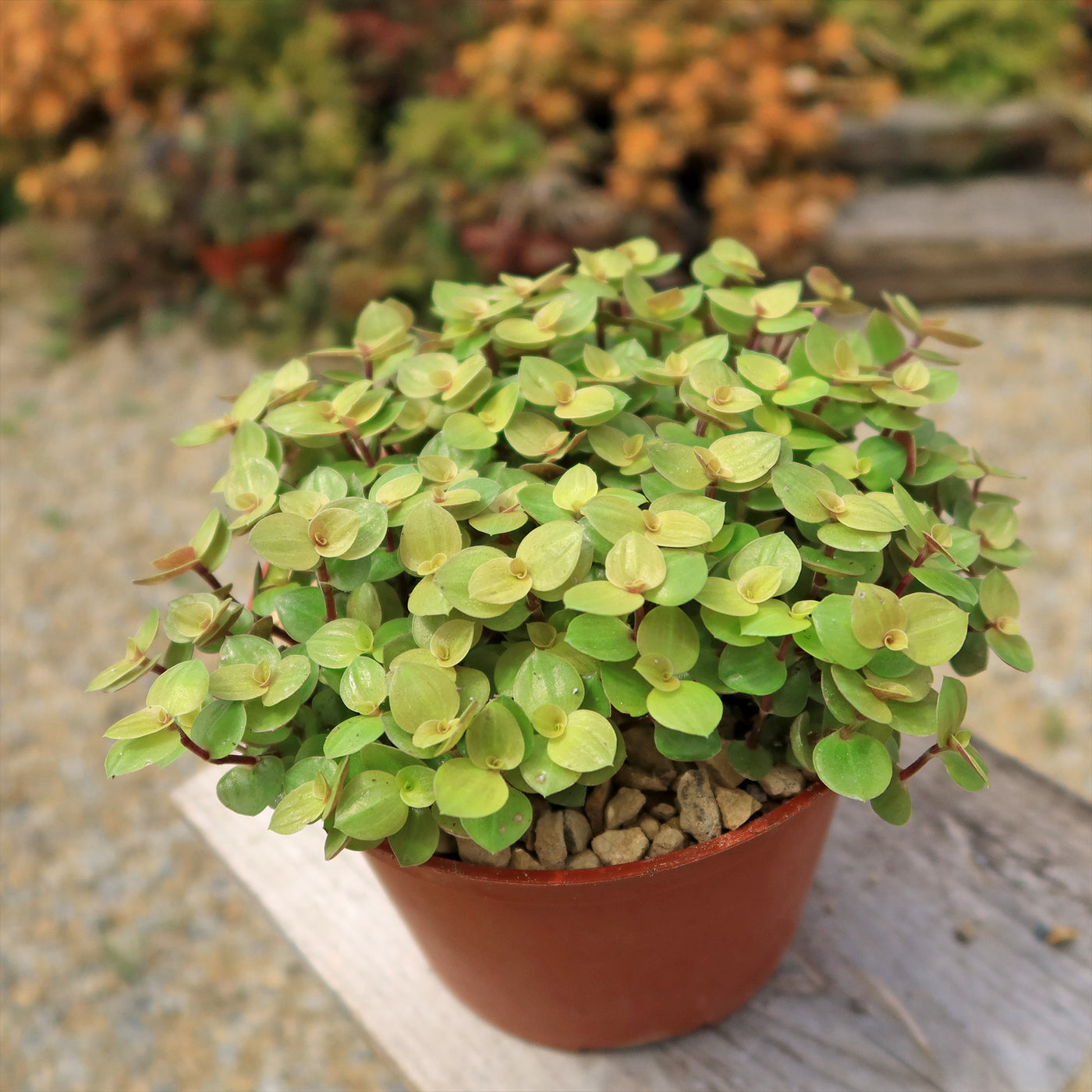 Buy 'Creeping Inch Plant - Callisia repens Gold' Care and Info | Planet ...
