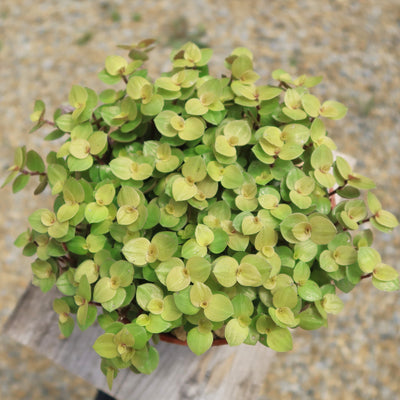 Creeping Inch Plant - Callisia repens Gold (Turtle Vine)