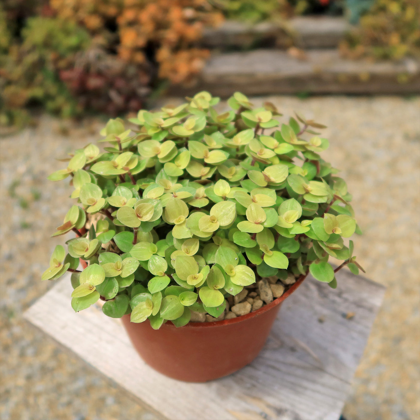 Creeping Inch Plant - Callisia repens Gold (Turtle Vine)