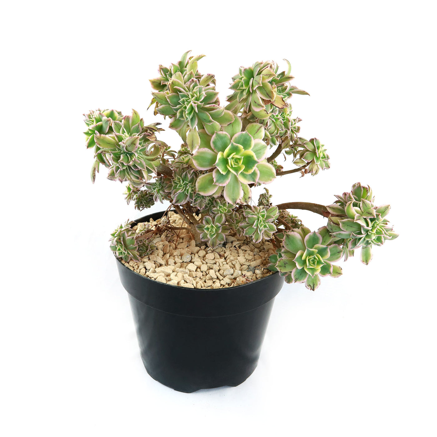sunburst succulent propagation Crested Aeonium Sunburst 3 Gal
