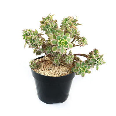 Crested Aeonium Sunburst