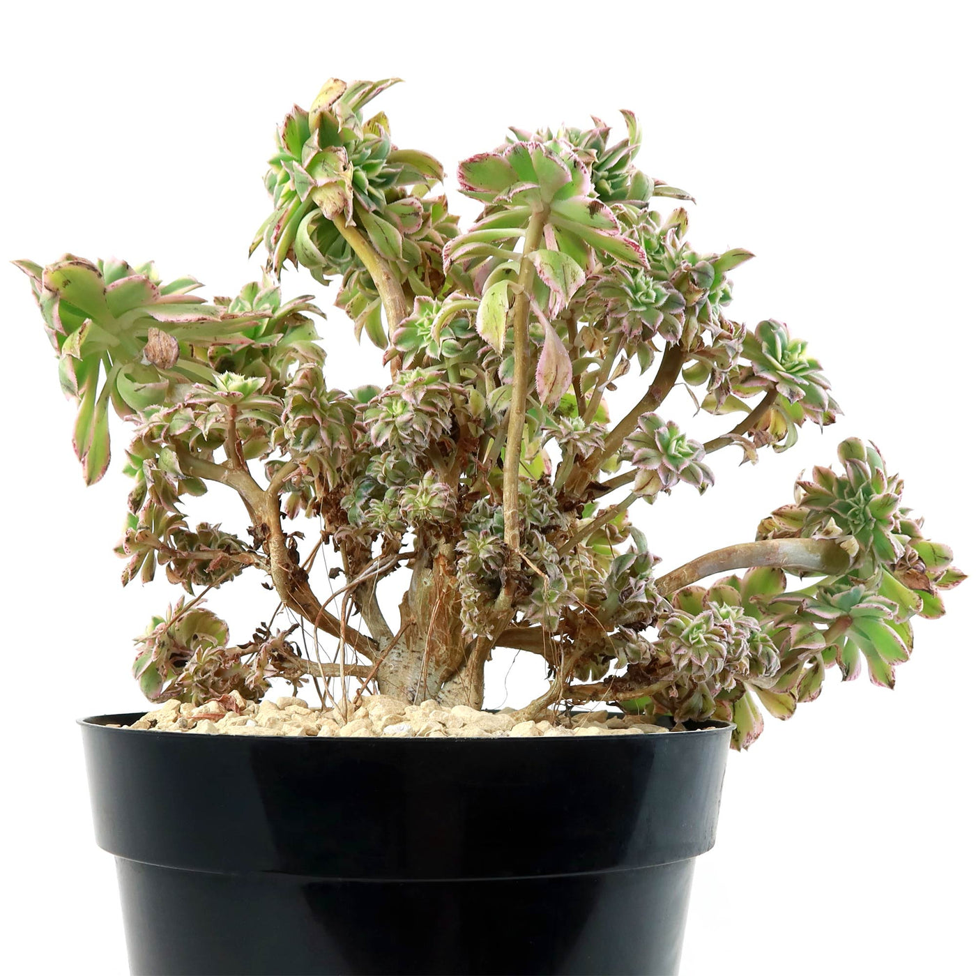 Crested Aeonium Sunburst