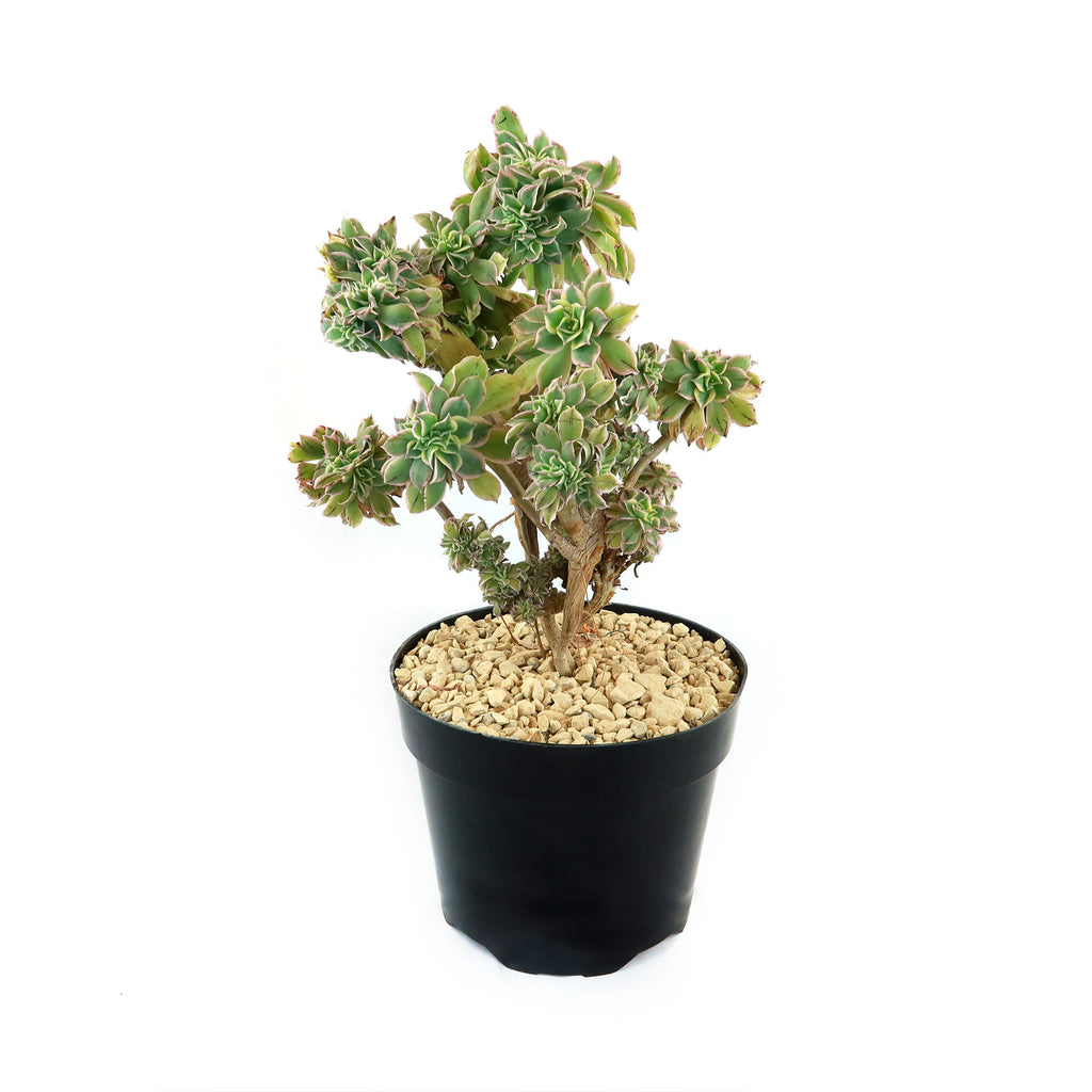 Crested Aeonium Sunburst