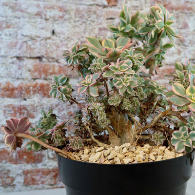 Crested Aeonium Sunburst