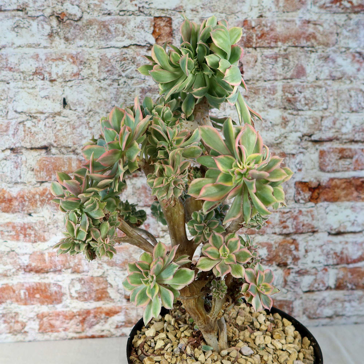 Crested Aeonium Sunburst