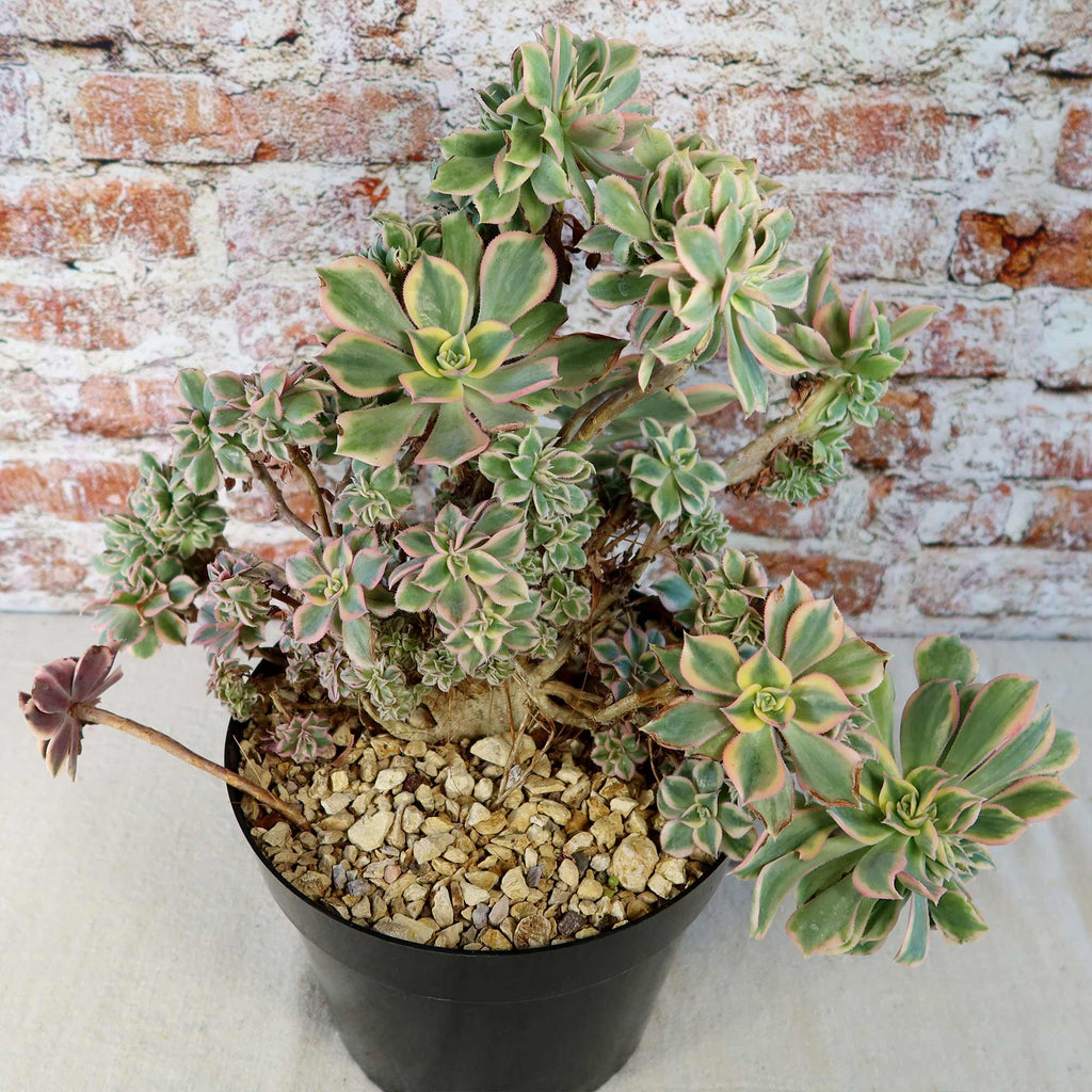 Crested Aeonium Sunburst