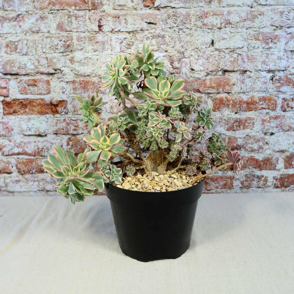 Crested Aeonium Sunburst