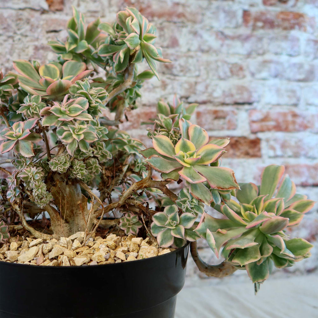 Crested Aeonium Sunburst