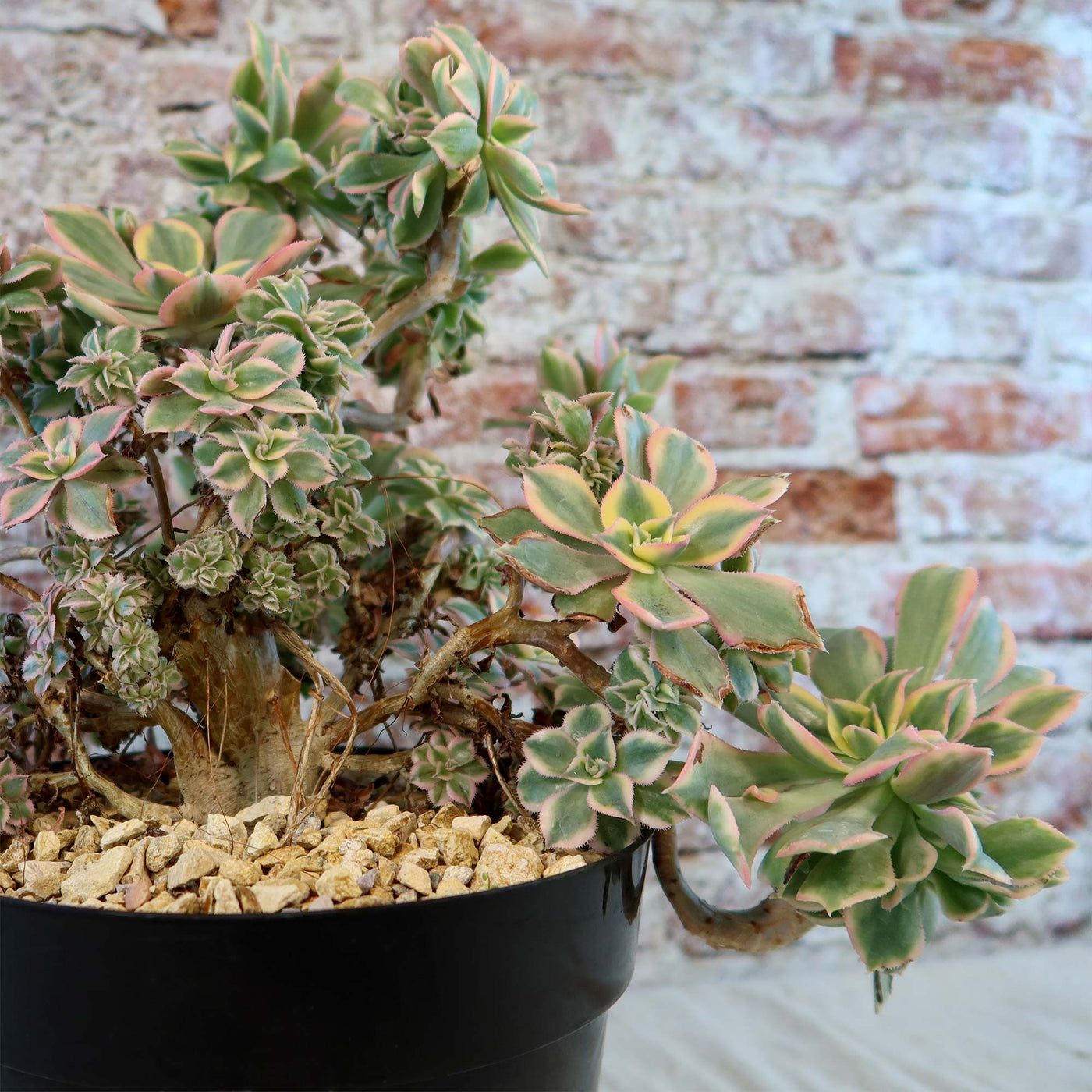 Crested Aeonium Sunburst