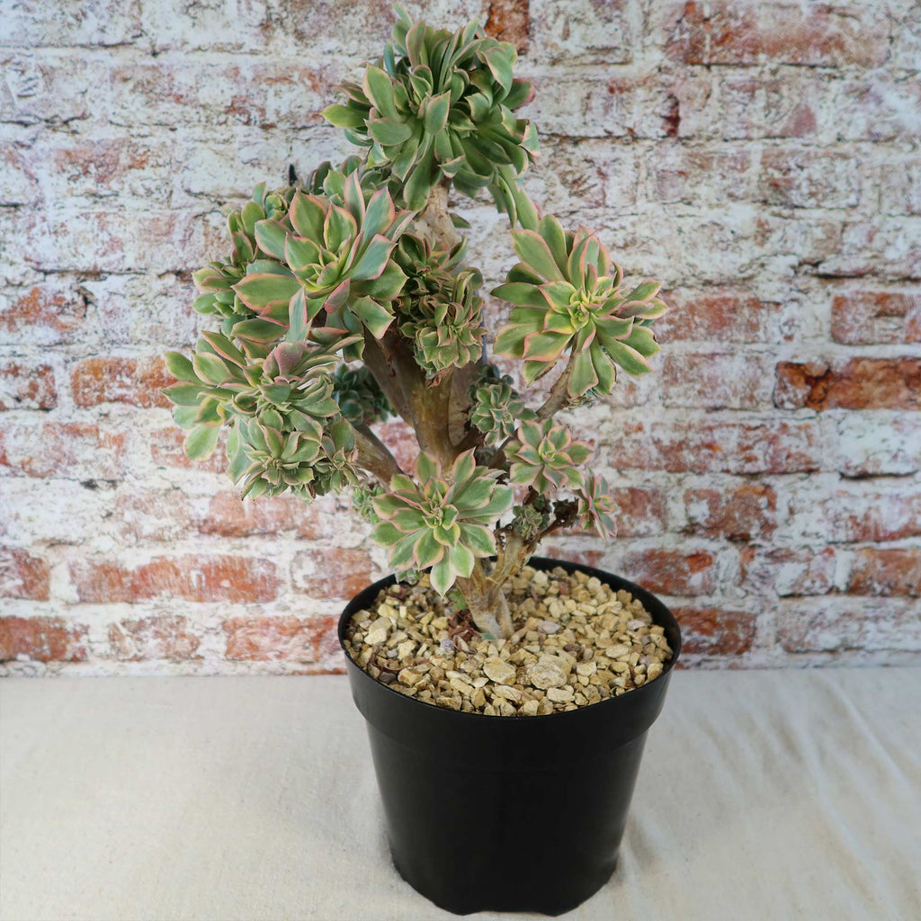 Crested Aeonium Sunburst