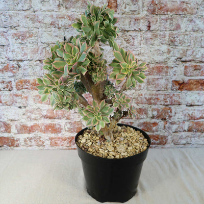 Crested Aeonium Sunburst