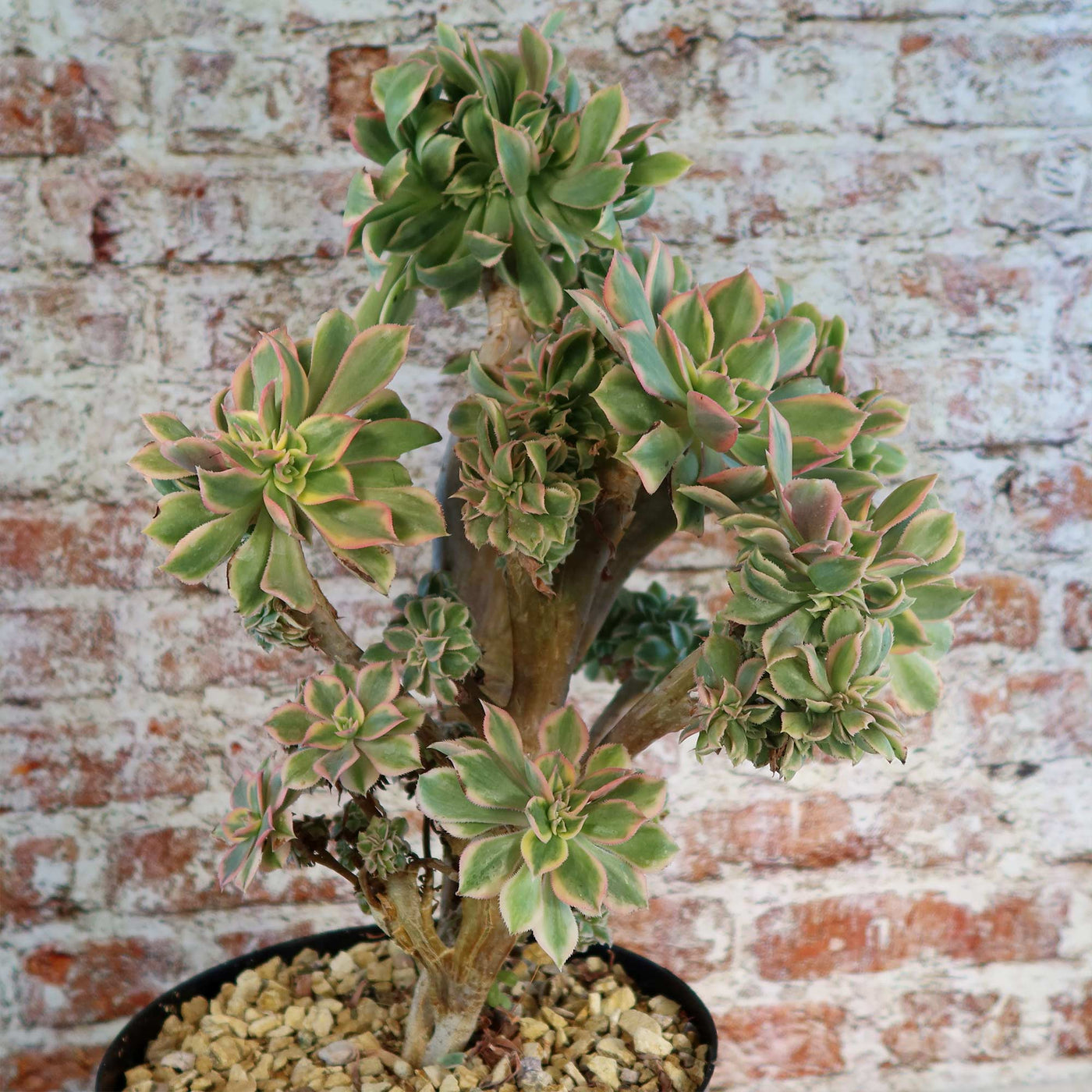 sunburst succulent Crested Aeonium Sunburst 3 Gal
