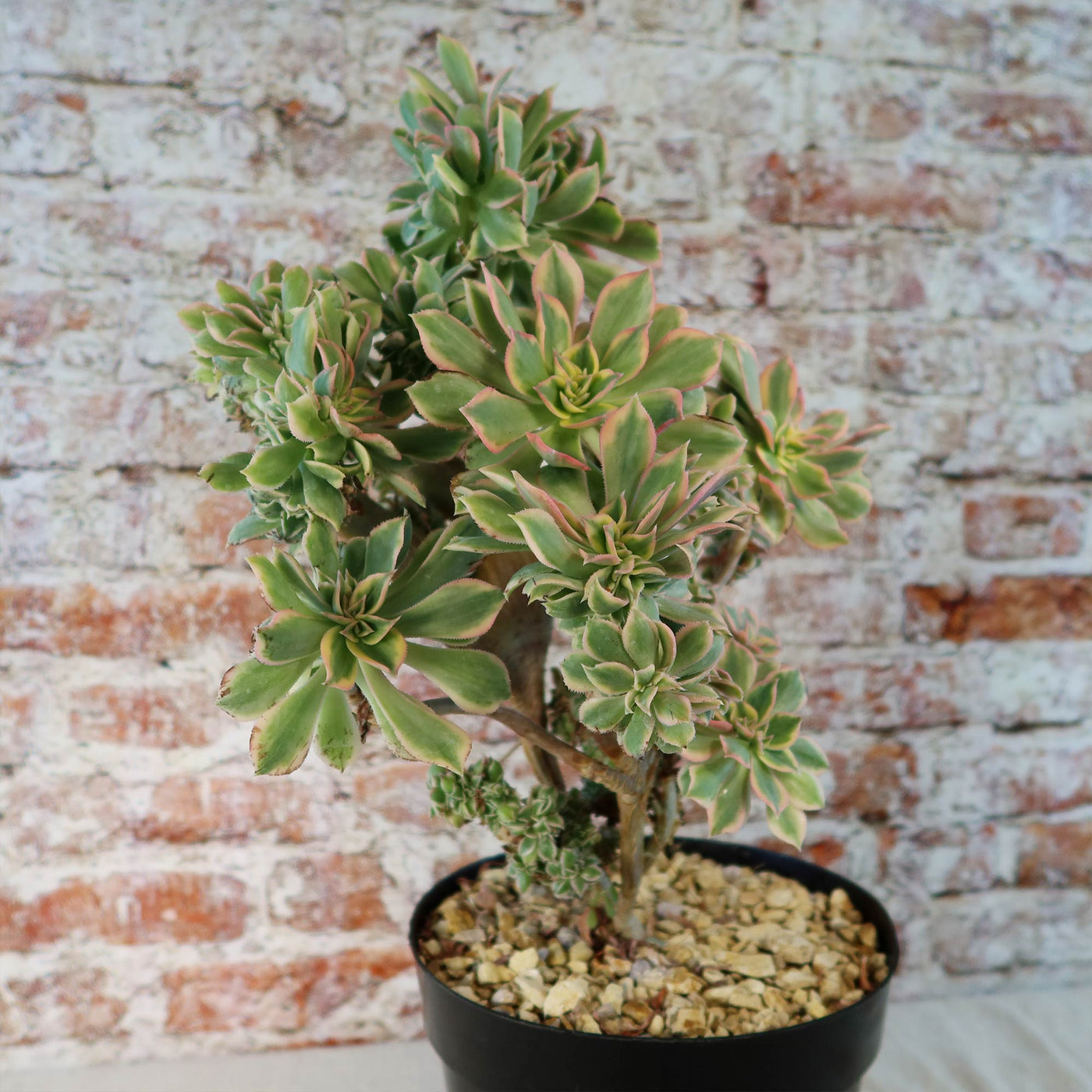 sunburst succulents Crested Aeonium Sunburst 3 Gal