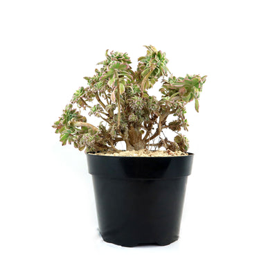 Crested Aeonium Sunburst