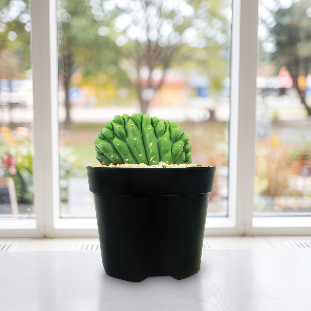 Crested San Pedro Cactus &