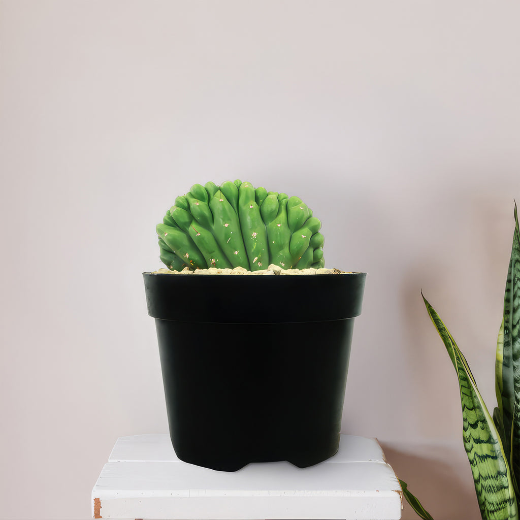 Crested San Pedro Cactus &