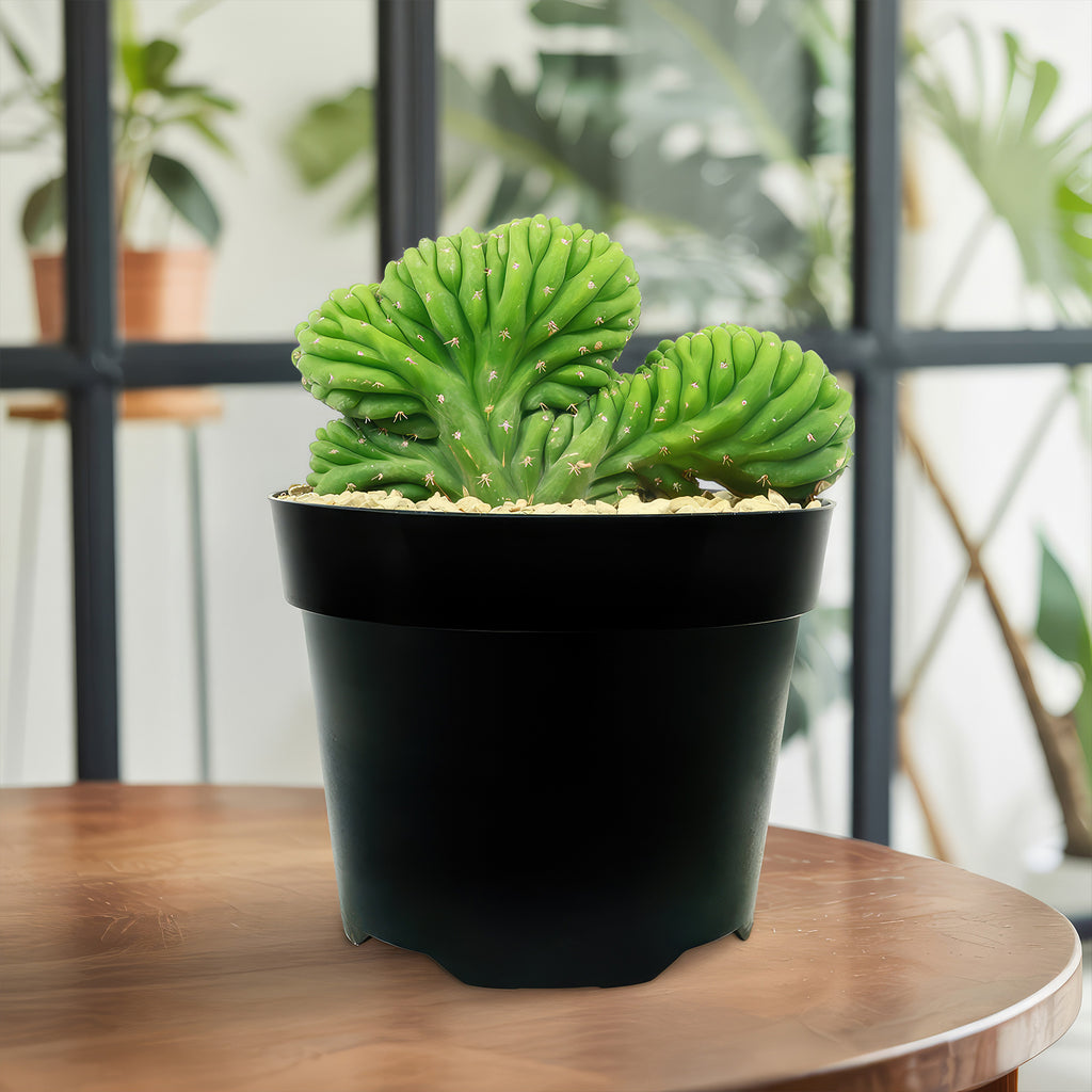 Crested San Pedro Cactus &