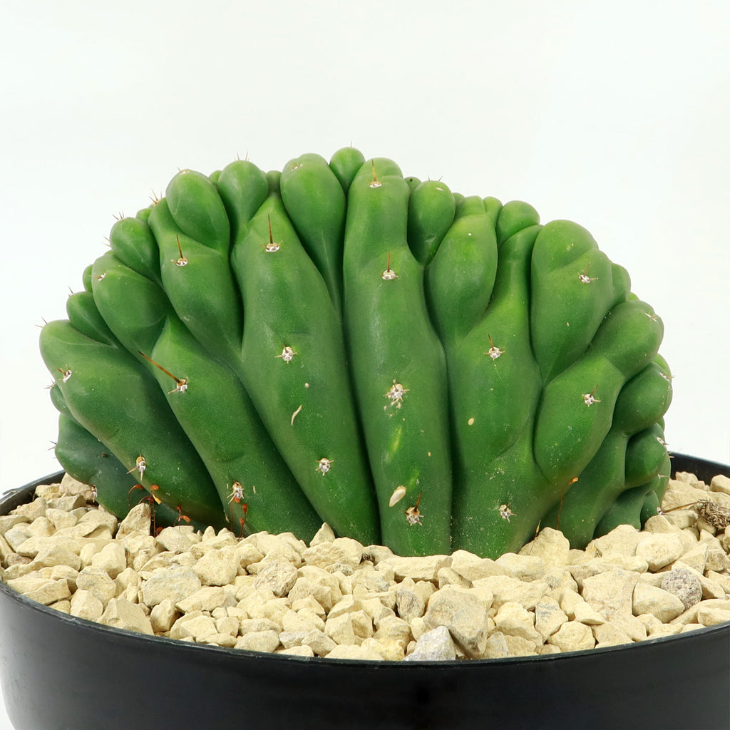 Crested San Pedro Cactus &