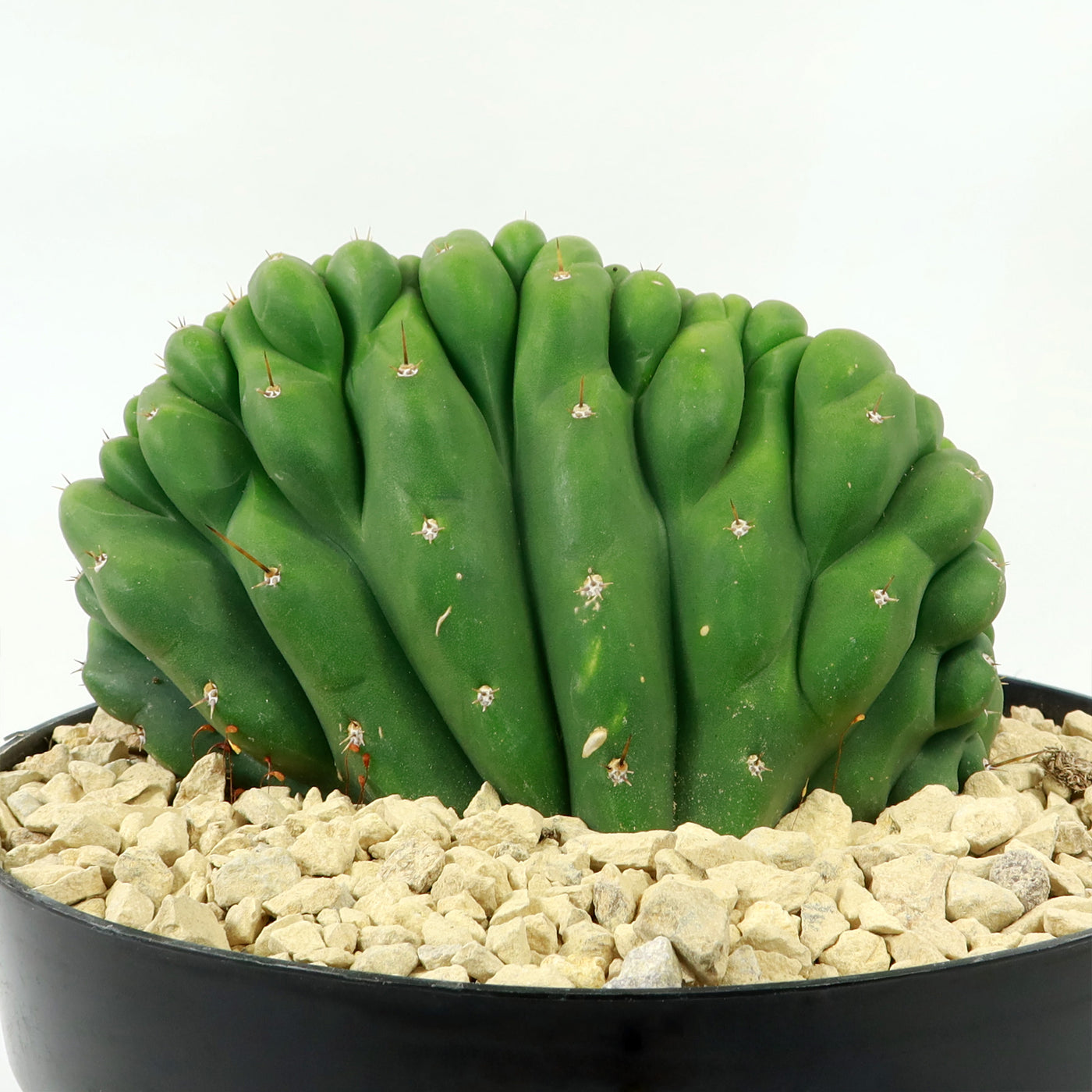 san pedro cactus psychedelic effects Crested San Pedro Cactus 'Echinopsis pachanoi cristata'