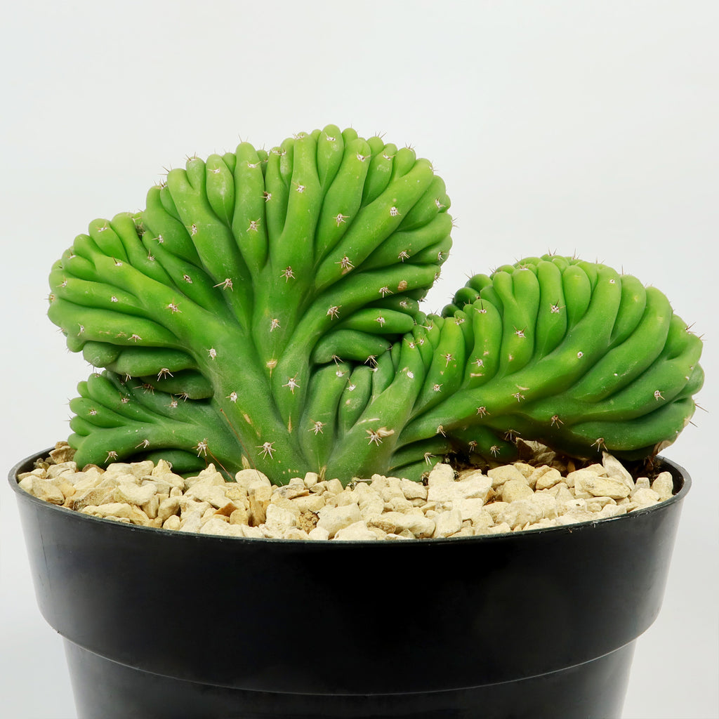 Crested San Pedro Cactus &