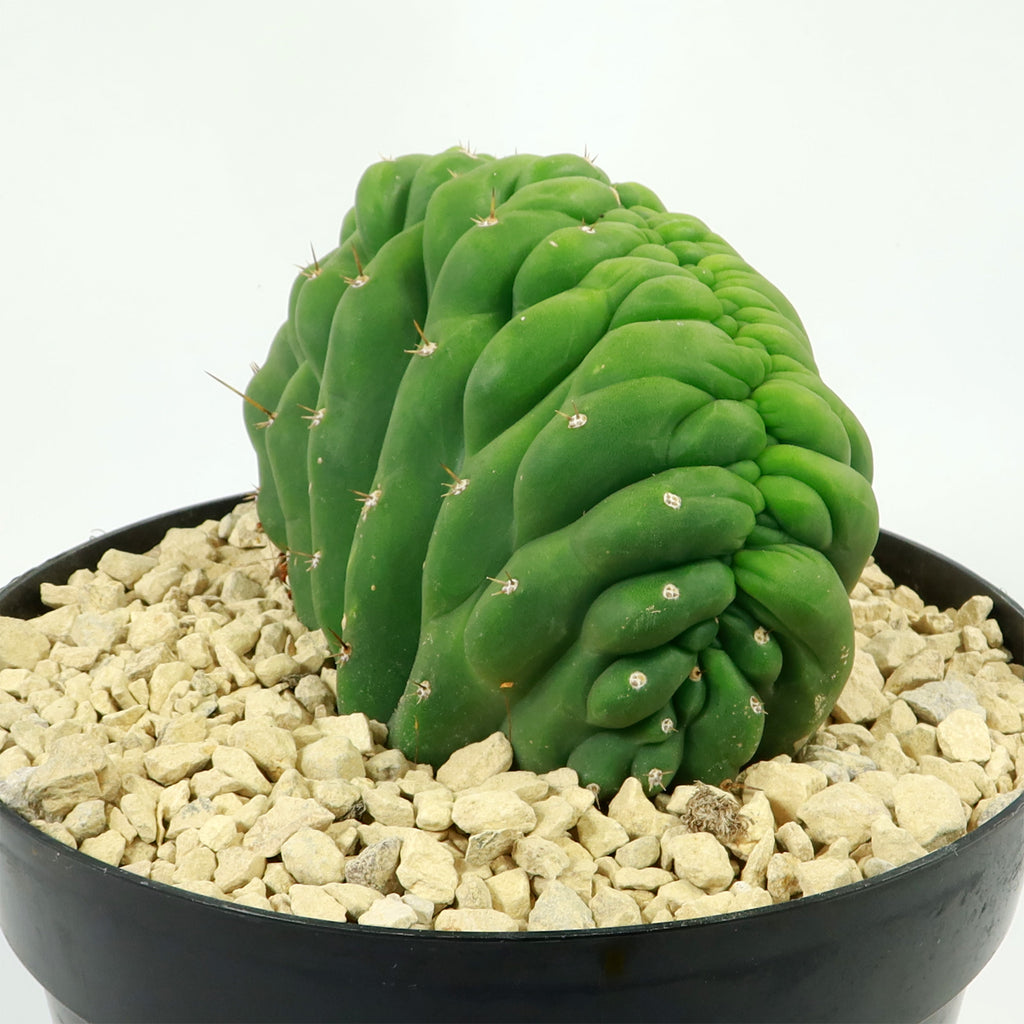 Crested San Pedro Cactus &