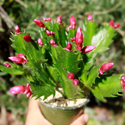 Holiday Cactus – Schlumbergera – red flowers