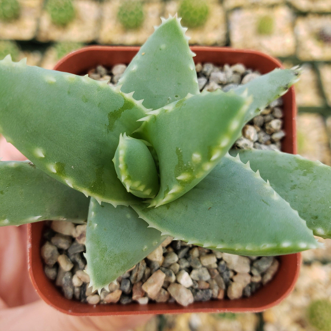 crocodile plant succulent Shop 'Crocodile Plant - Aloe brevifolia' Care and Growing Guide