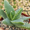 Crocodile Plant &