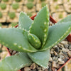 Crocodile Plant &