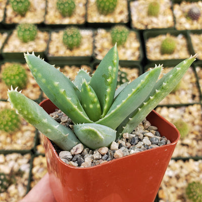alligator aloe vera plant Crocodile Plant 'Aloe brevifolia' 5 Gal