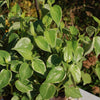 Peperomia scandens Variegata - Variegated Cupid Peperomia