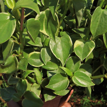 Shop 'Peperomia scandens 'Variegata' Care & Growing Guide