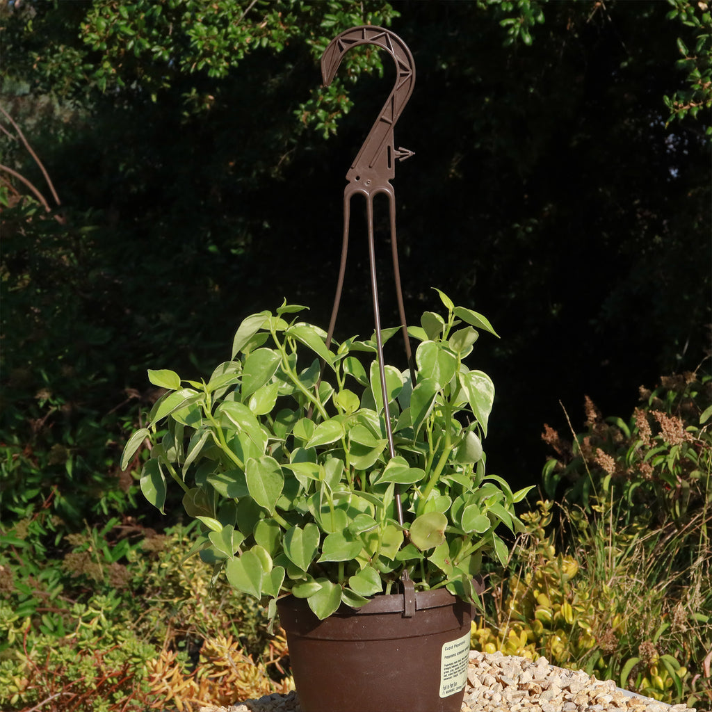 Peperomia scandens Variegata - Variegated Cupid Peperomia