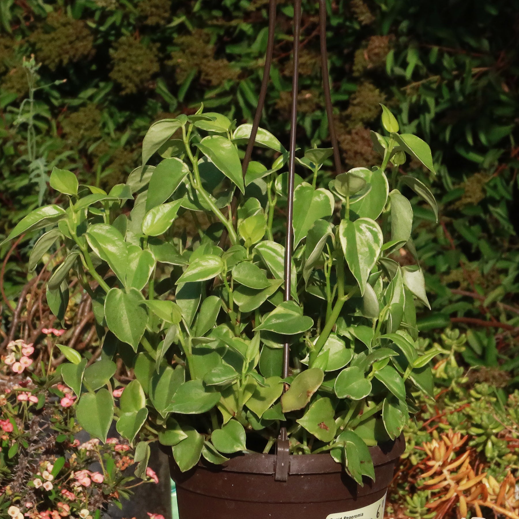 Variegated Peperomia Scandens (14cm pot) – Folium Friend