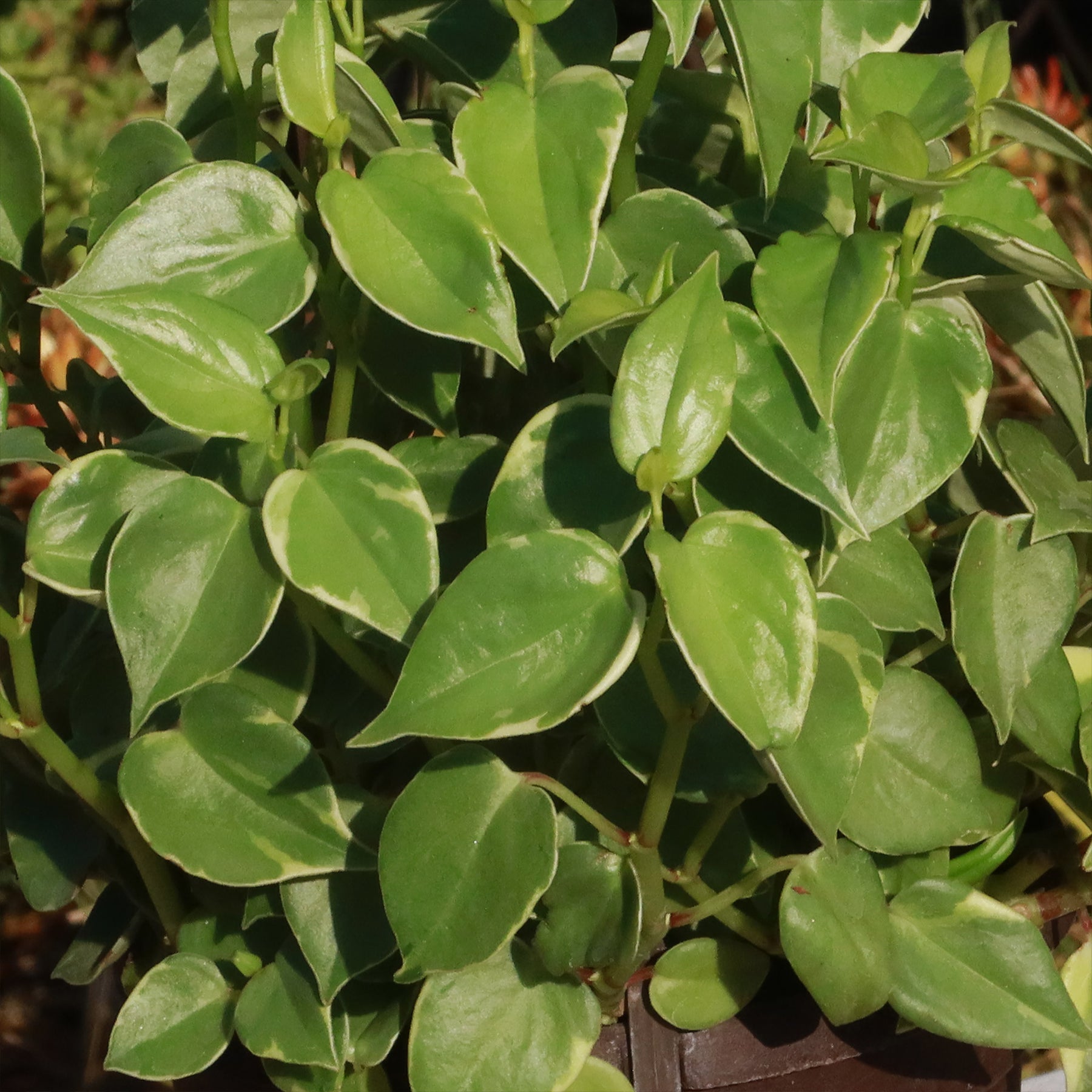 philodendron peperomia Shop 'Peperomia scandens 'Variegata' Care & Growing Guide