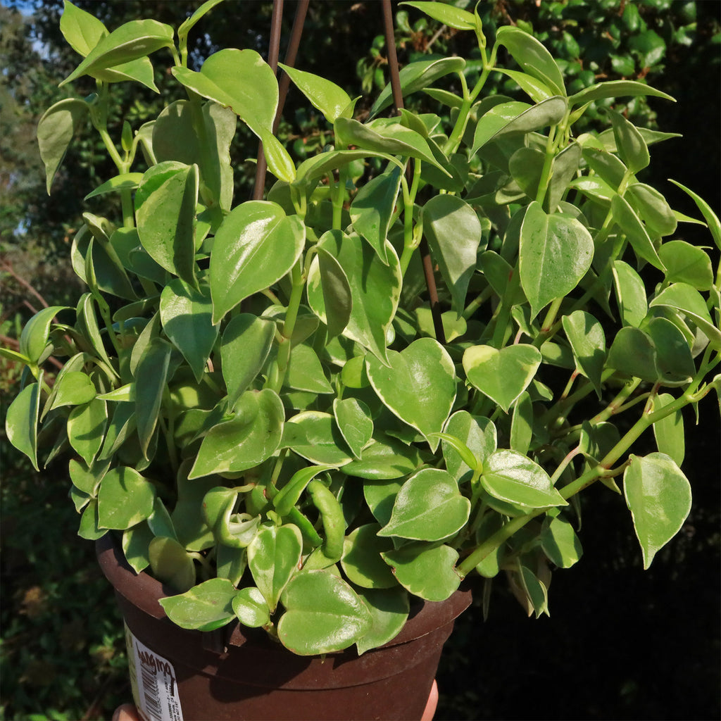 Peperomia scandens Variegata - Variegated Cupid Peperomia