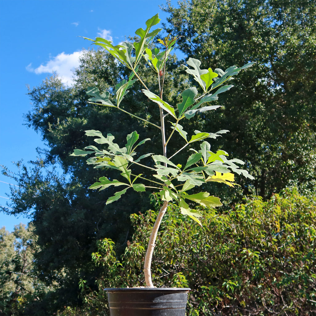 Kiepersol Tree ‘Cussonia paniculata’