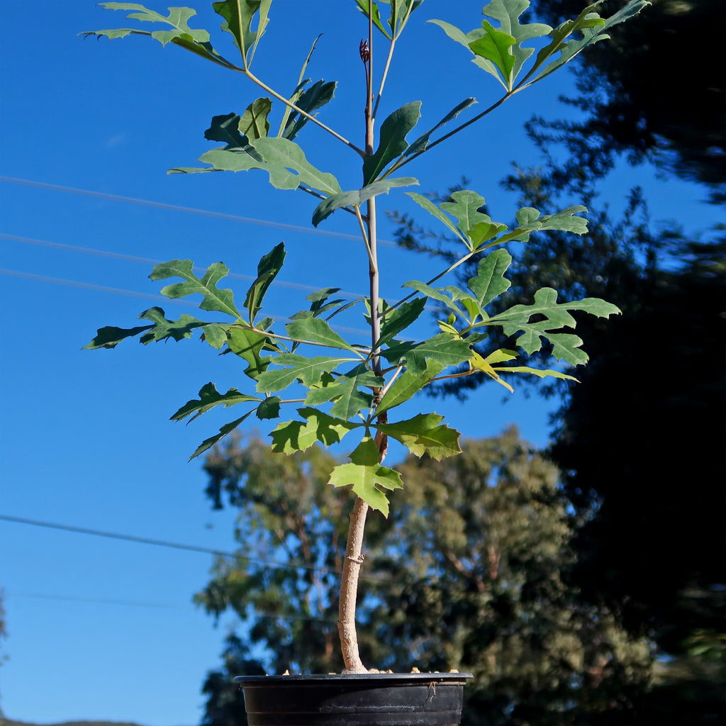 Kiepersol Tree ‘Cussonia paniculata’